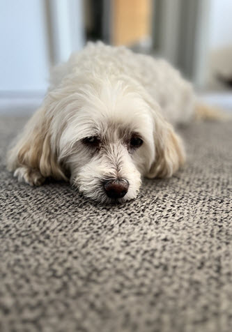My Dog